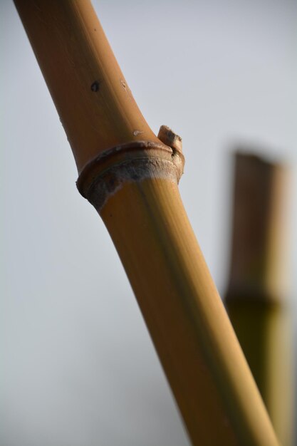 Photo close-up of bamboos growing against sky