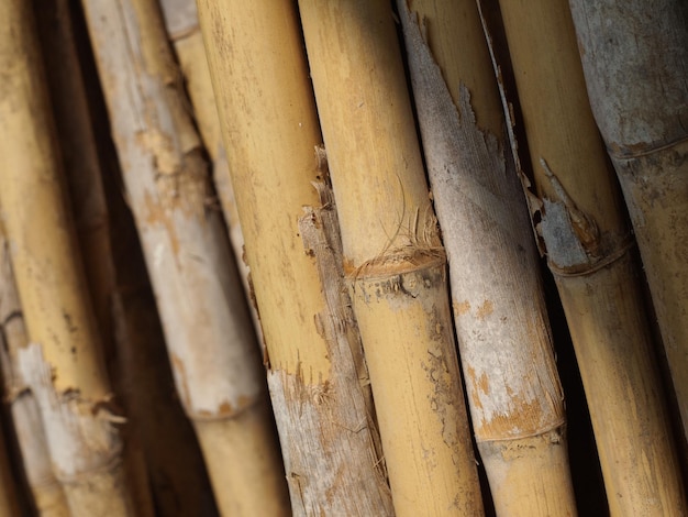 Close-up of bamboos