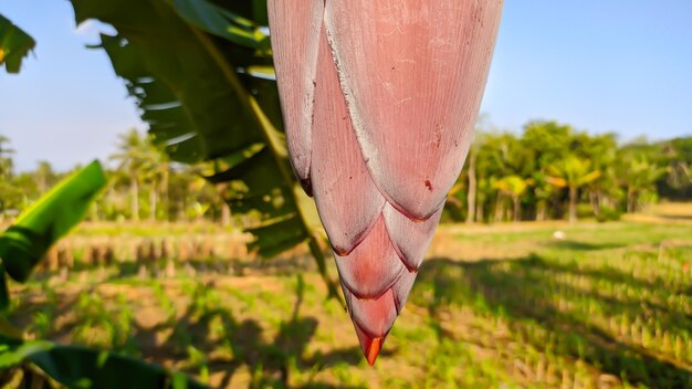 close up of banana flower