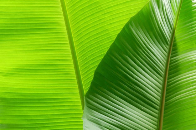 Close up banana leaf texture for background or wallpaper