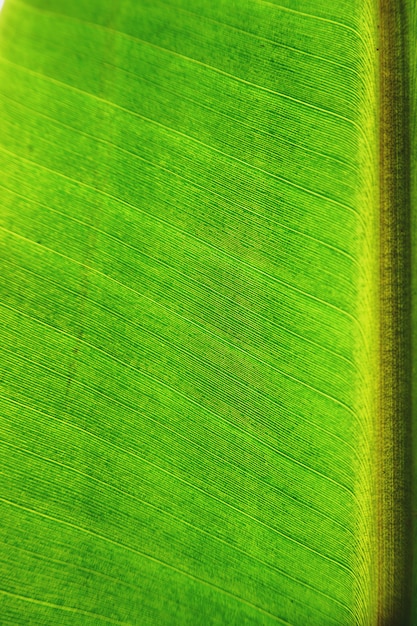 Foto fondo di struttura della foglia della banana del primo piano