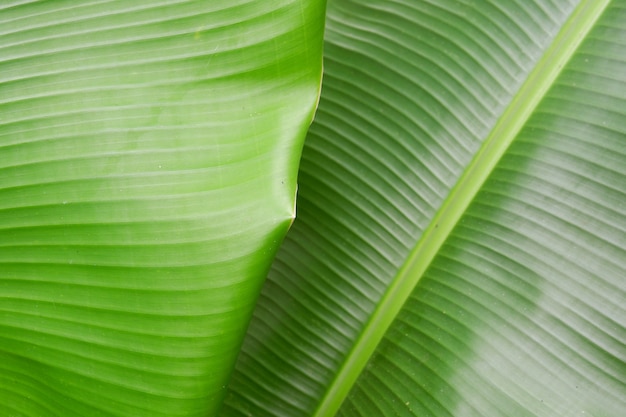 Close up banana leaf texture