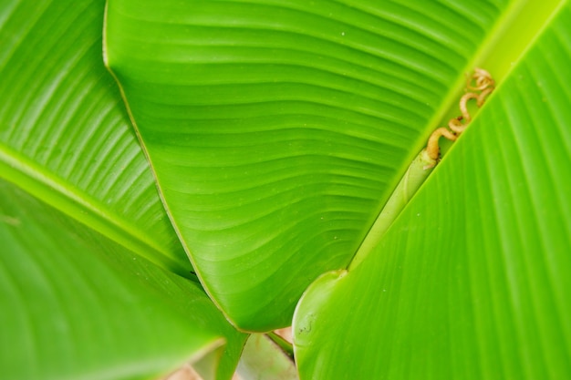 Close up banana leaf texture