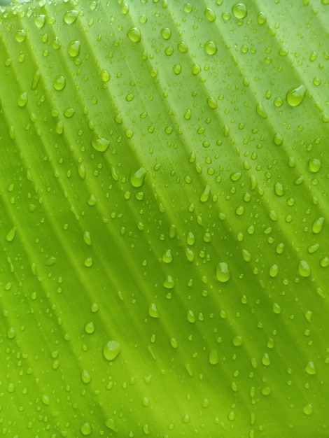 Close up of banana leaf with green background