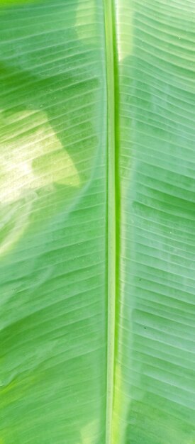 Photo close up of a banana leaf with the sun shining through it