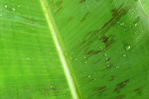 A close up of a banana leaf with water droplets on it.