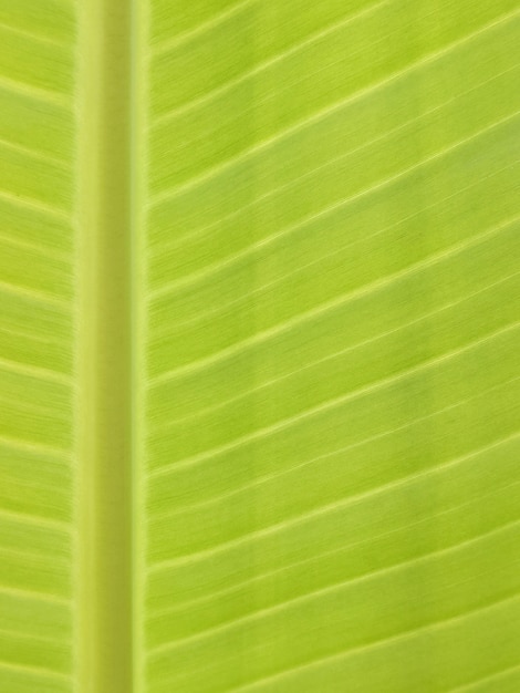 Close up banana leaf 