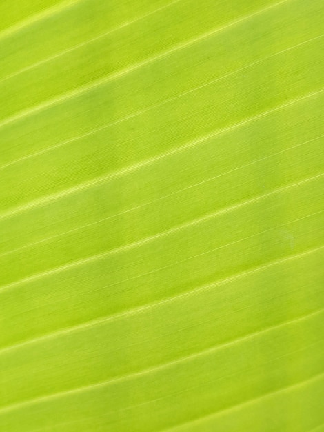 close up banana leaf 