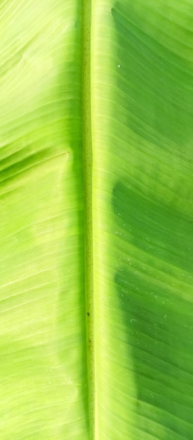 Photo a close up of a banana leaf