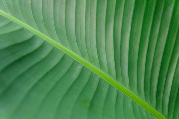 Close up banana leave