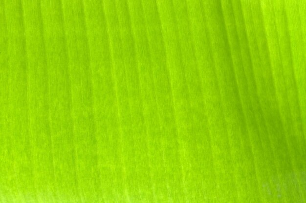 Photo close up banana leave