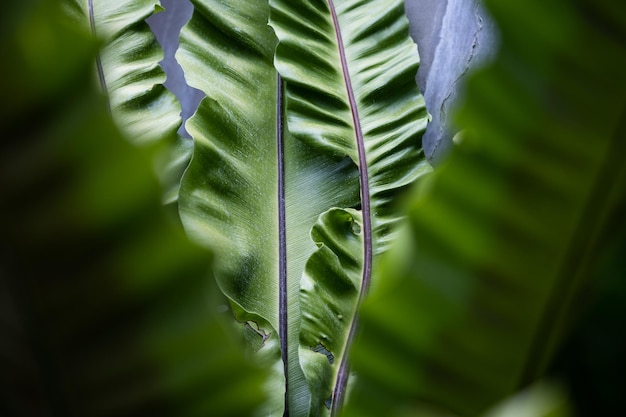 Close-up of banana leaves