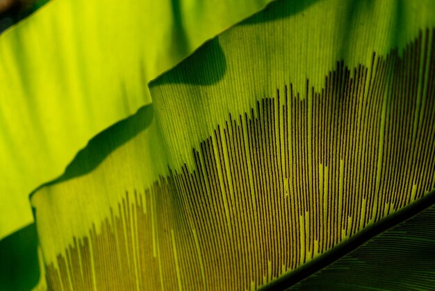 Close-up of banana leaves