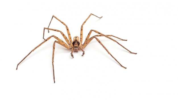 Close up of a banana spider on a white background.