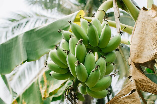 Foto prossimo piano dell'albero di banane