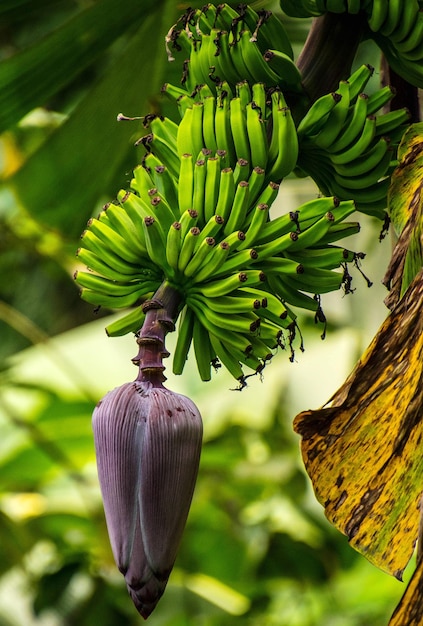 Photo close-up of banana tree