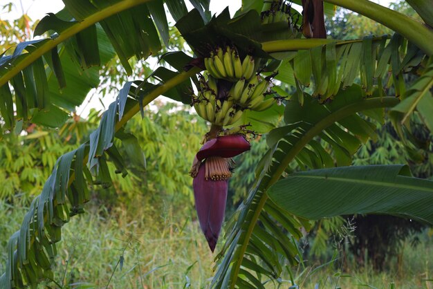 Foto prossimo piano dell'albero di banane