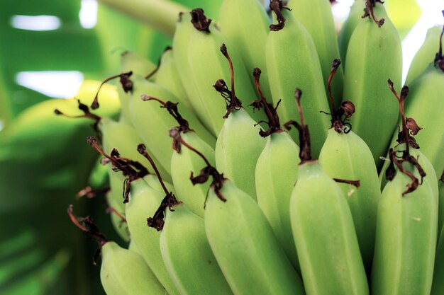 Close-up of bananas growing on plant