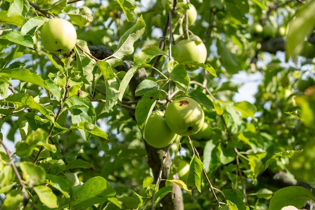 Photo close-up of bananas growing on tree