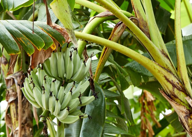 Photo close-up of bananas growing on tree