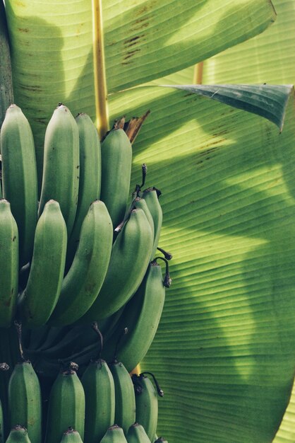 Foto close-up di banane sull'albero