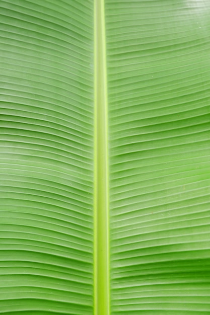 Close-up bananenblad textuur