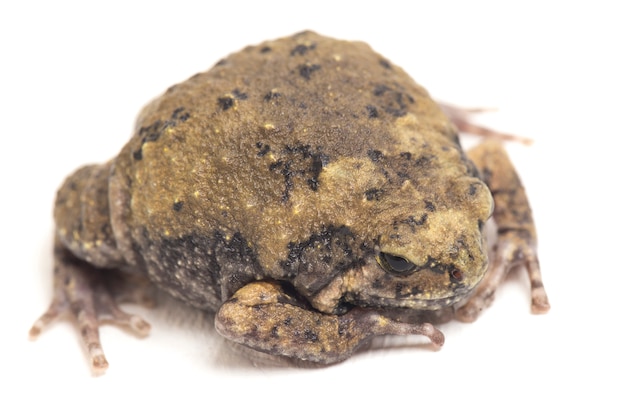 Close up banded bullfrog