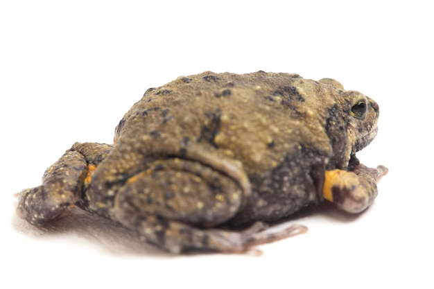 Close up banded bullfrog