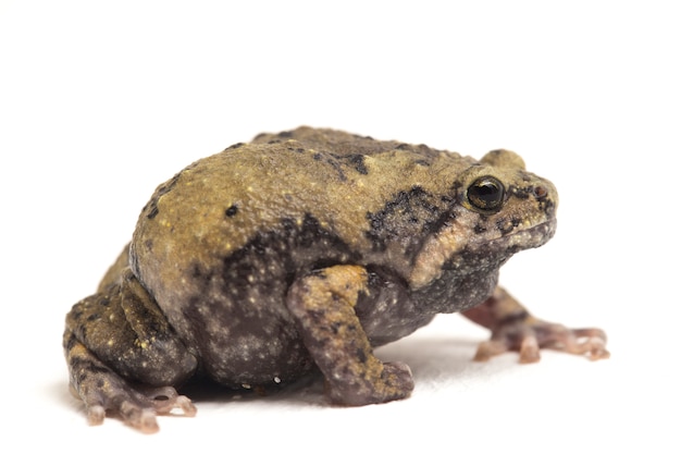 Close up banded bullfrog