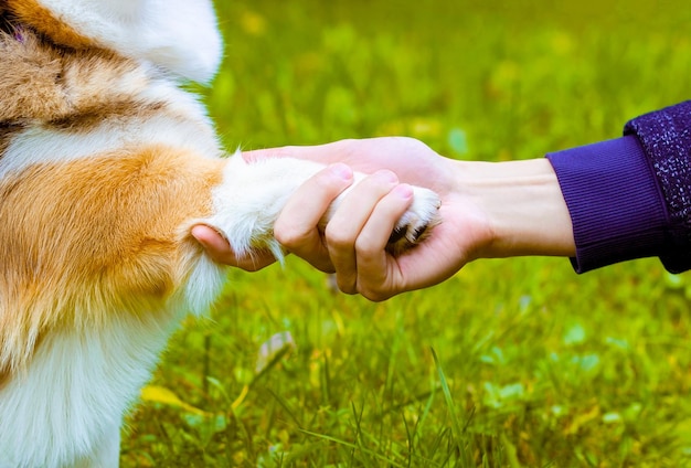 Close up banner. The paw of a dog in the hand of a man. The owner and his pet on a walk in the park