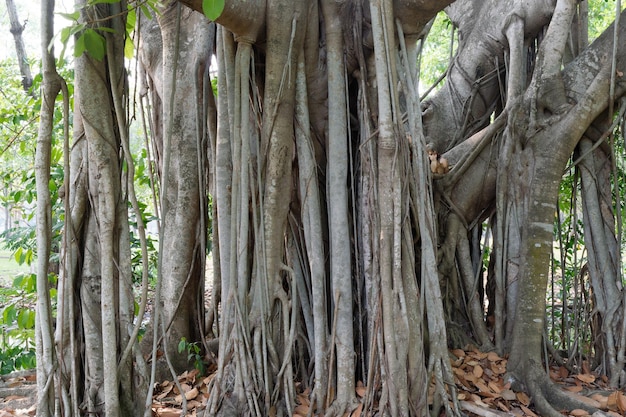 Close up of banyan tree with aerial prop roots down toward the\
ground