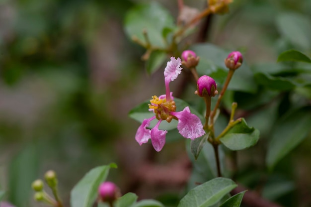 바르바도스 (Barbados) 또는 아세로라 (Acerola) 체리 꽃 Malpighia glabra 나무에