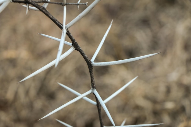 Photo close-up of barbed wire fence on field