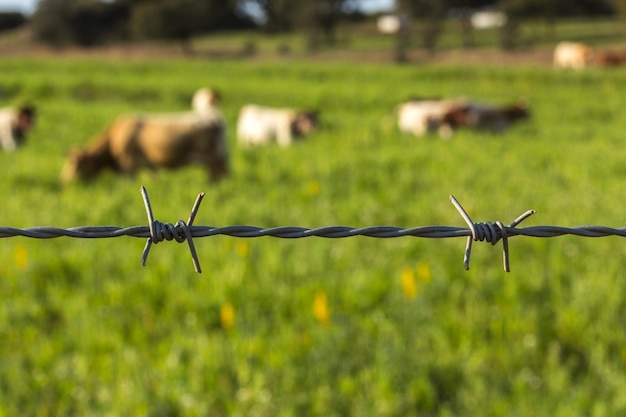 Photo close-up of barbed wire fence