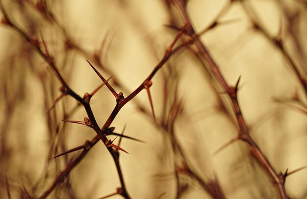 Photo close-up of barbed wire on plant