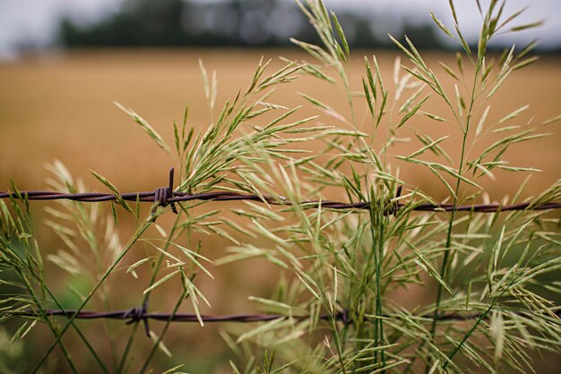 Foto prossimo piano del filo spinato e delle piante