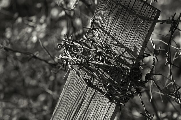 Photo close-up of barbed wire on wood