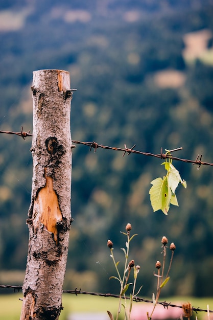 Photo close-up of barbed wire on wooden post