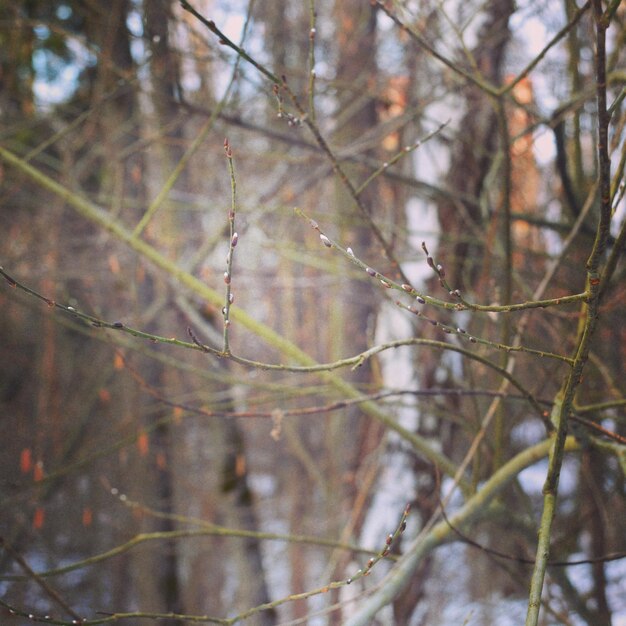 Photo close-up of bare stems against blurred background