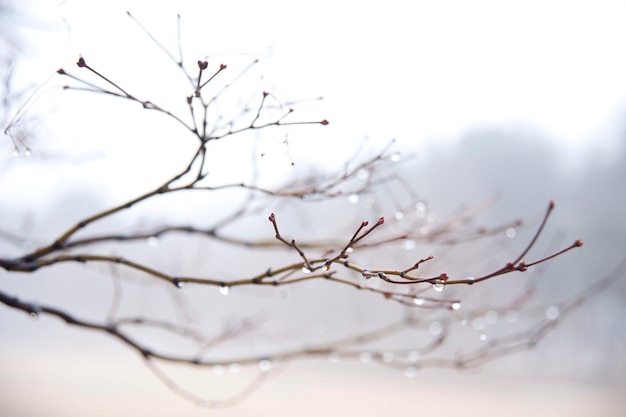 Close-up of bare tree against clear sky