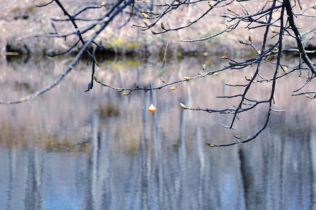 Photo close-up of bare tree against lake during winter