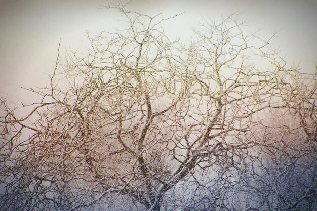 Close-up of bare tree against sky