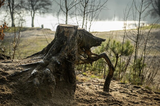 Foto close-up di un albero nudo contro il cielo