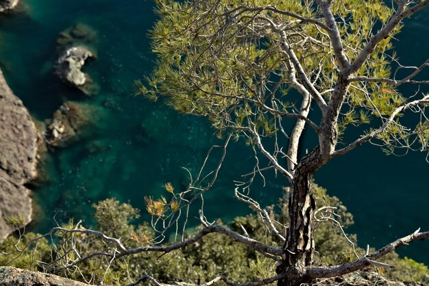 Foto close-up di un albero nudo dal mare