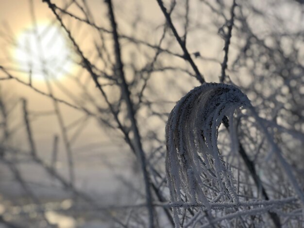 Close-up of bare tree during winter