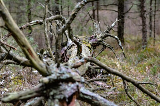 Close-up of bare tree in forest