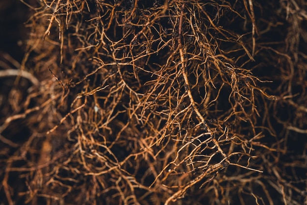 Photo close-up of bare tree at night