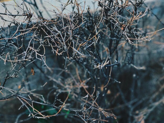 Photo close-up of bare tree in winter