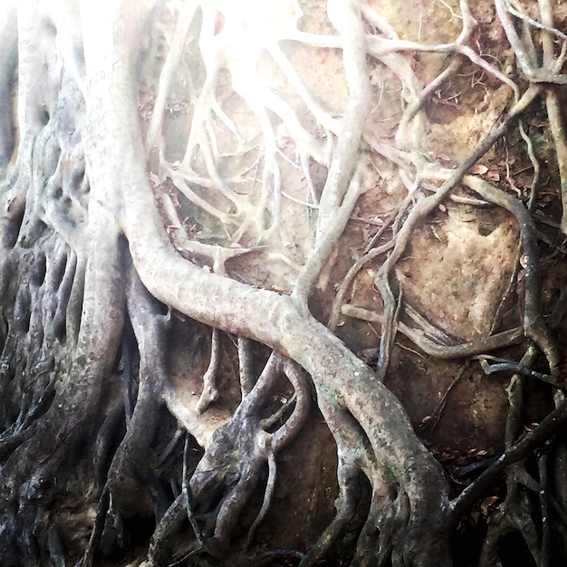 Foto prossimo piano di un albero nudo