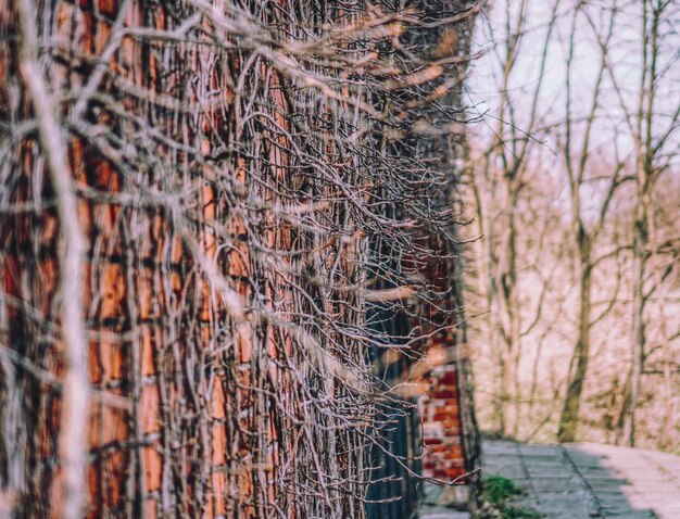 Close-up of bare trees in forest